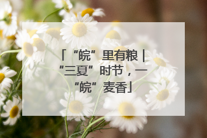 “皖”里有粮｜“三夏”时节，一“皖”麦香