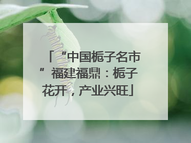“中国栀子名市”福建福鼎：栀子花开，产业兴旺
