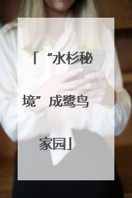 “水杉秘境”成鹭鸟家园