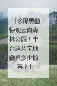 珍稀黑鹳惊现云岗森林公园！丰台这片宝地藏着多少惊喜？