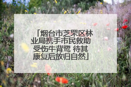 烟台市芝罘区林业局携手市民救助受伤牛背鹭 待其康复后放归自然