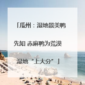 瓜州：湿地景美鸭先知 赤麻鸭为荒漠湿地“上大分”