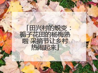 田兴村的蜕变：栀子花田的杨梅熟啦 采摘节让乡村热闹起来
