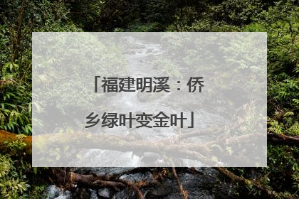 福建明溪：侨乡绿叶变金叶