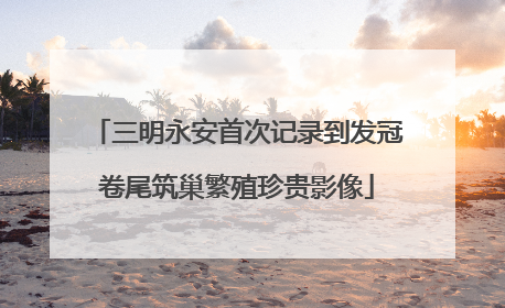 三明永安首次记录到发冠卷尾筑巢繁殖珍贵影像