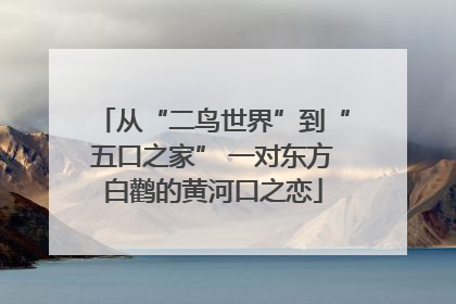 从“二鸟世界”到“五口之家” 一对东方白鹳的黄河口之恋
