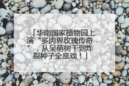 华南国家植物园上演“多肉界玫瑰传奇”，从呆萌树干到炸裂种子全是戏！