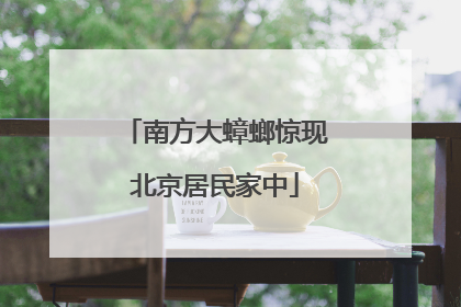 南方大蟑螂惊现北京居民家中