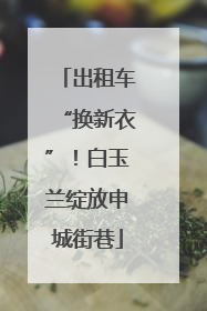 出租车“换新衣”！白玉兰绽放申城街巷
