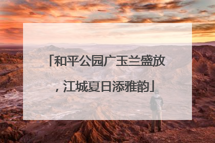 和平公园广玉兰盛放，江城夏日添雅韵