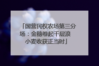 国营民权农场第三分场：金穗卷起千层浪 小麦收获正当时