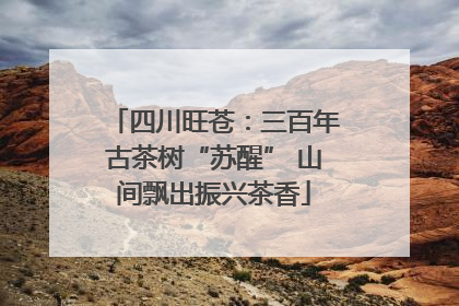 四川旺苍：三百年古茶树“苏醒” 山间飘出振兴茶香