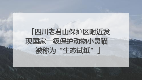 四川老君山保护区附近发现国家一级保护动物小灵猫 被称为“生态试纸”