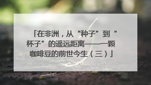 在非洲，从“种子”到“杯子”的遥远距离——一颗咖啡豆的前世今生（三）