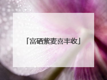 富硒紫麦喜丰收