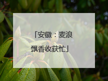 安徽：麦浪飘香收获忙