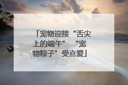 宠物迎接“舌尖上的端午” “宠物粽子”受喜爱