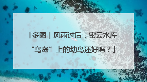 多图｜风雨过后，密云水库“鸟岛”上的幼鸟还好吗？