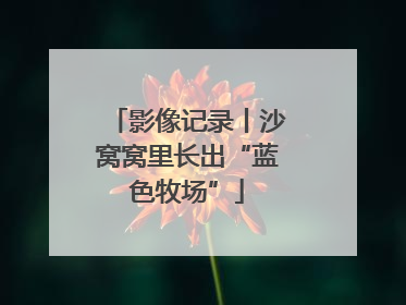 影像记录丨沙窝窝里长出“蓝色牧场”