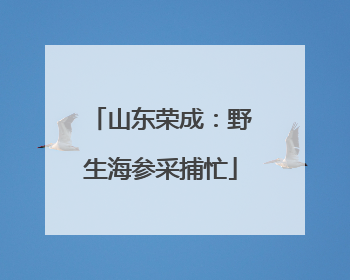 山东荣成：野生海参采捕忙