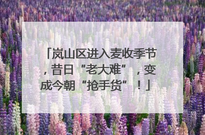 岚山区进入麦收季节，昔日“老大难”，变成今朝“抢手货”！