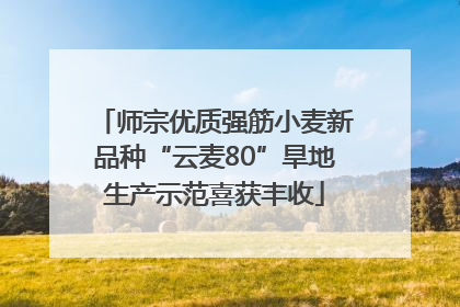 师宗优质强筋小麦新品种“云麦80”旱地生产示范喜获丰收