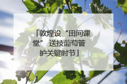 敦煌设“田间课堂” 送技葡萄管护关键时节