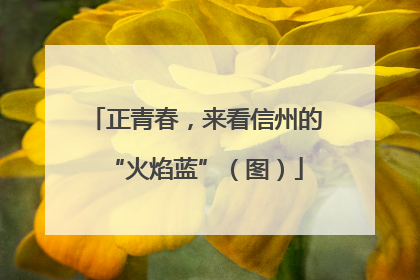 正青春，来看信州的“火焰蓝”（图）
