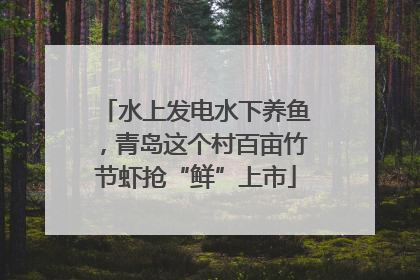 水上发电水下养鱼，青岛这个村百亩竹节虾抢“鲜”上市