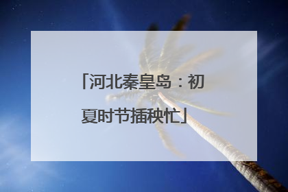 河北秦皇岛：初夏时节插秧忙