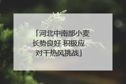 河北中南部小麦长势良好 积极应对干热风挑战