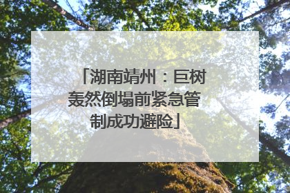 湖南靖州：巨树轰然倒塌前紧急管制成功避险