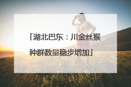 湖北巴东：川金丝猴种群数量稳步增加