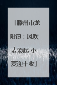 滕州市龙阳镇：风吹麦浪起 小麦迎丰收