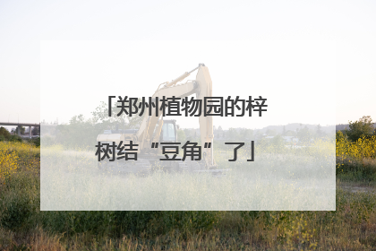 郑州植物园的梓树结“豆角”了