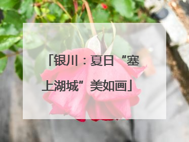 银川：夏日“塞上湖城”美如画