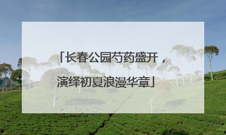 长春公园芍药盛开，演绎初夏浪漫华章