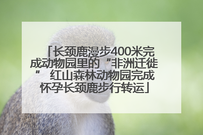 长颈鹿漫步400米完成动物园里的“非洲迁徙” 红山森林动物园完成怀孕长颈鹿步行转运