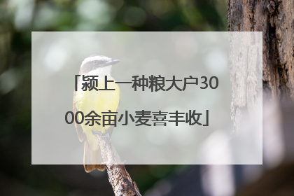 颍上一种粮大户3000余亩小麦喜丰收
