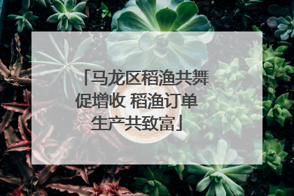 马龙区稻渔共舞促增收 稻渔订单生产共致富