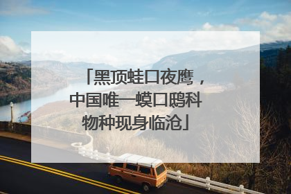 黑顶蛙口夜鹰，中国唯一蟆口鸱科物种现身临沧