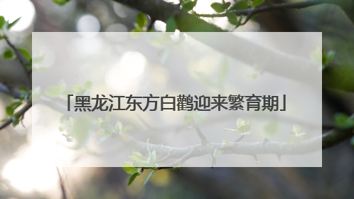 黑龙江东方白鹳迎来繁育期